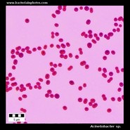 acinetobacter sp. under microscope